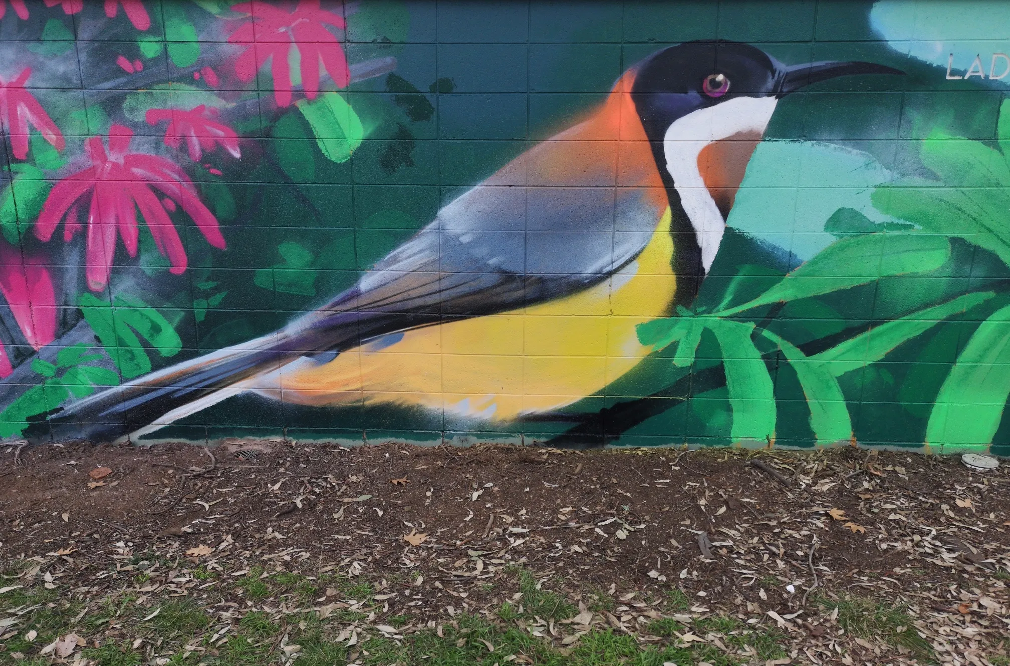 Close-up mural of an Australian honeyeater bird among red flowers, painted on a brick wall